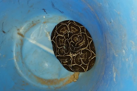 Trabalhador encontra 'Jararaca' em ponto de ônibus no Jardim Vila Velha