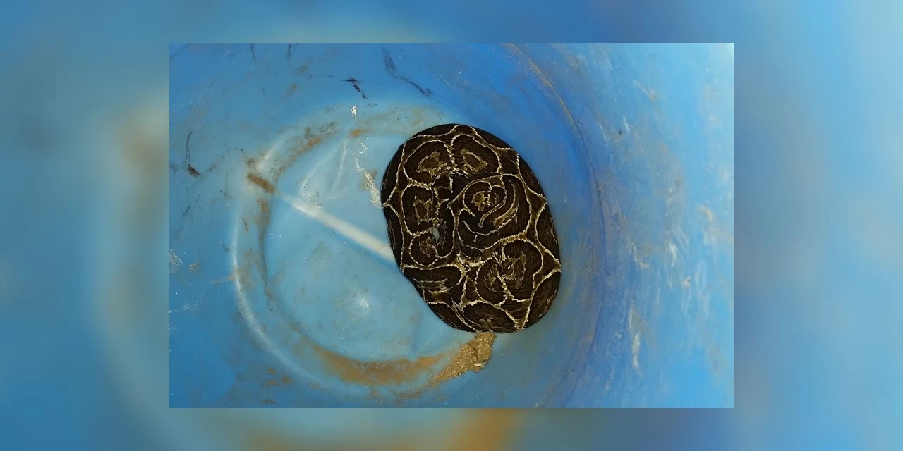 Trabalhador encontra 'Jararaca' em ponto de ônibus no Jardim Vila Velha