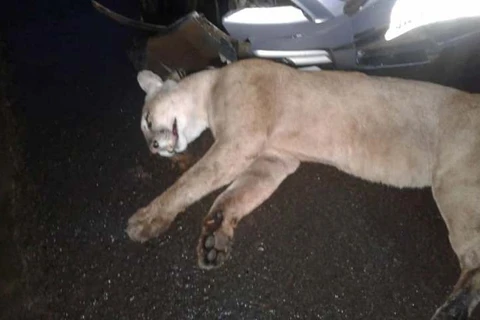 Puma morre atropelado na PR-340 em Telêmaco Borba