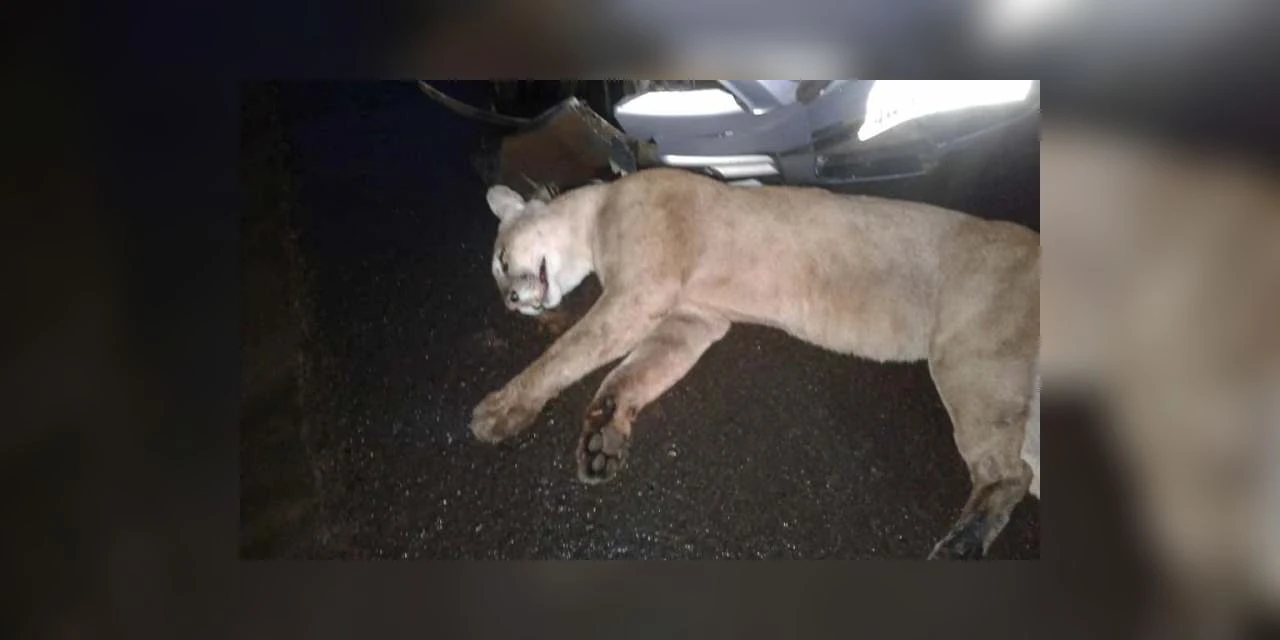 Puma morre atropelado na PR-340 em Telêmaco Borba