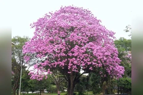Prefeitura esclarece sobre corte de árvore na Praça Barão do Rio Branco