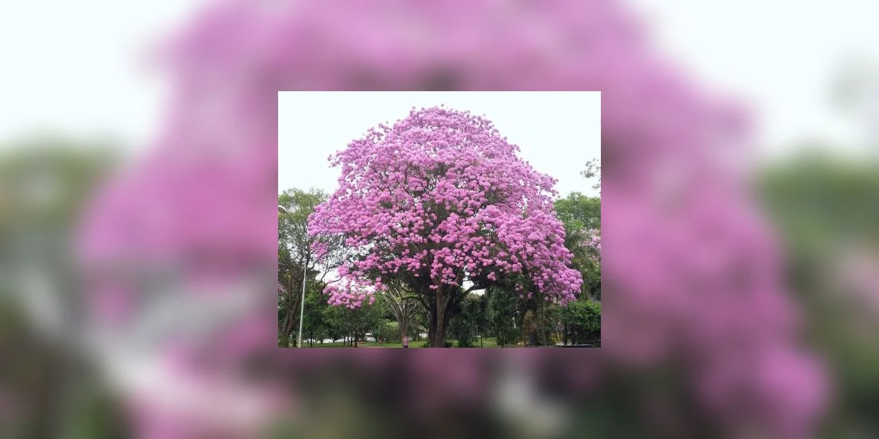 Prefeitura esclarece sobre corte de árvore na Praça Barão do Rio Branco