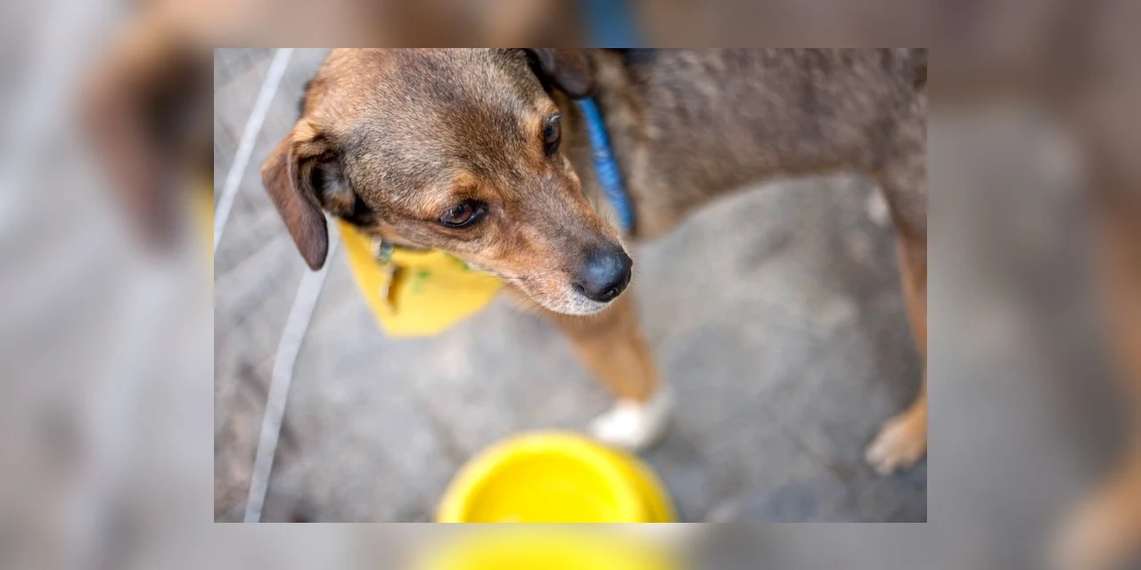 OAB promove Arraial Animal neste sábado