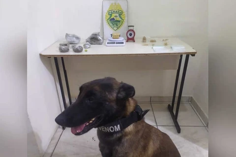 Cão de faro ajuda PM a encontrar mais de 1 kg de drogas em PG; mulher foi presa