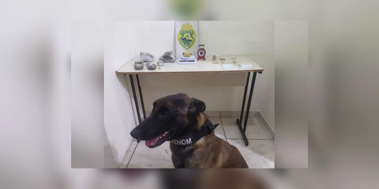 Cão de faro ajuda PM a encontrar mais de 1 kg de drogas em PG; mulher foi presa