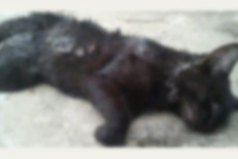 Gato morre depois de ser jogado no chão; um homem foi preso