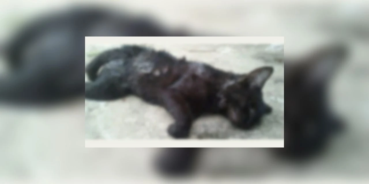 Gato morre depois de ser jogado no chão; um homem foi preso