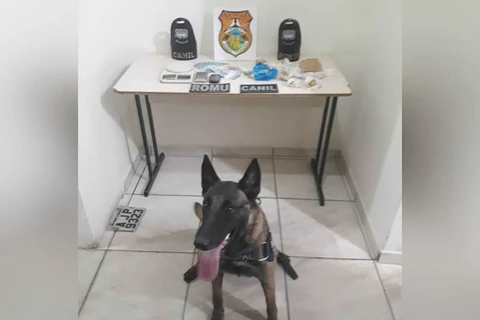 Cão Mali ajuda GM a encontrar quase 2 kg de drogas no Jardim Barreto