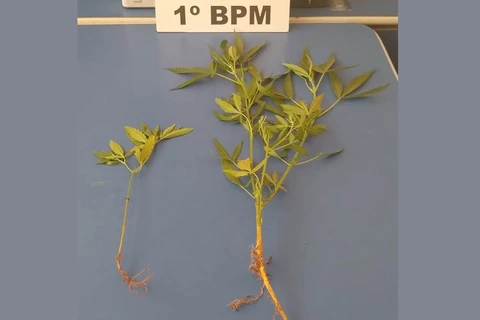 Polícia acha pés de maconha em residência abandonada em Pirai do Sul