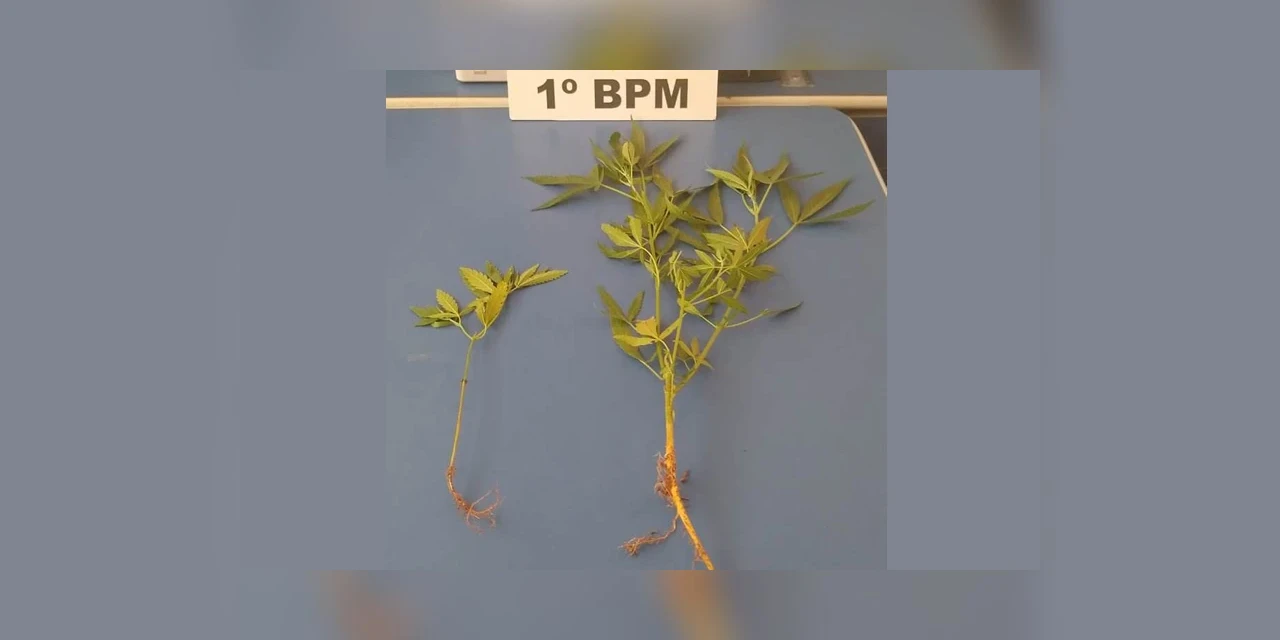 Polícia acha pés de maconha em residência abandonada em Pirai do Sul