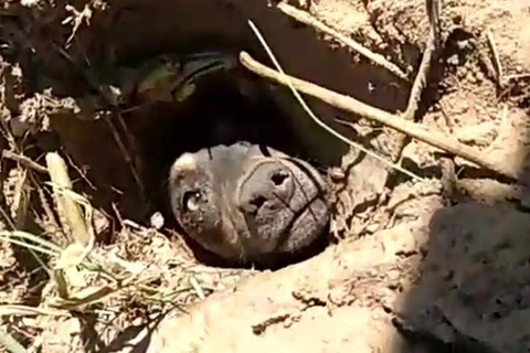 Cachorro enterrado vivo em  Santa Catarina é resgatado e irá para adoção