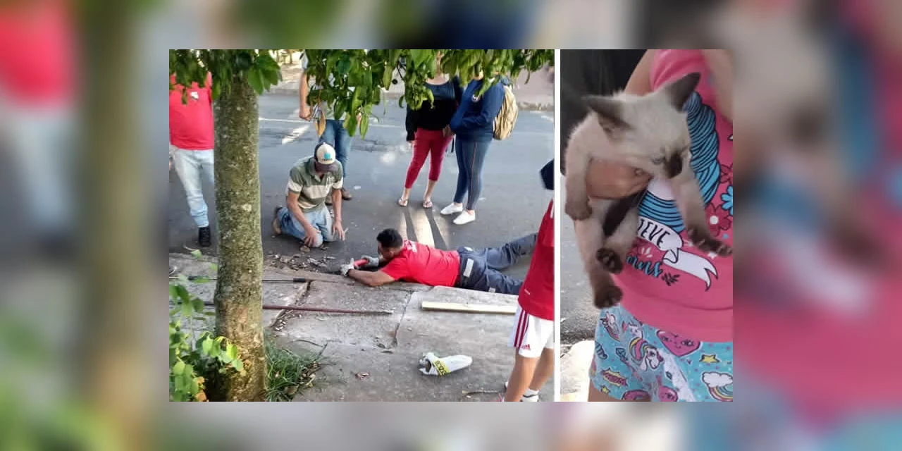 Bombeiros resgatam gato que caiu dentro de bueiro em Carambeí