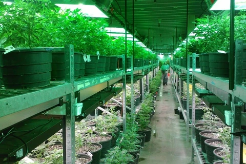 Fabricação e venda de produtos derivados da cannabis entram em vigor
