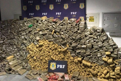 PRF apreende quase mil quilos de maconha em caminhão boiadeiro em MG