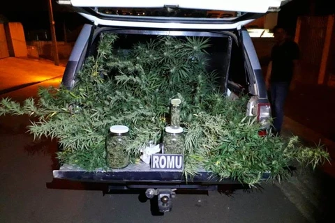 Guarda Municipal apreende pés de maconha em residencia no Contorno