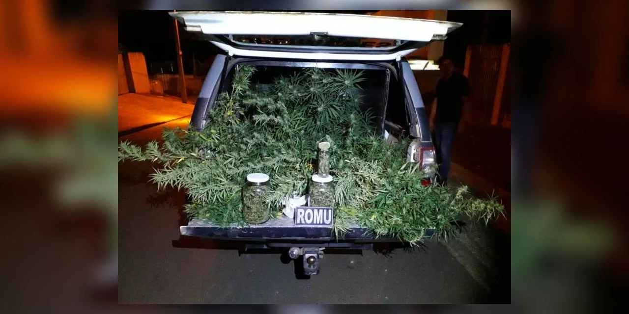 Guarda Municipal apreende pés de maconha em residencia no Contorno