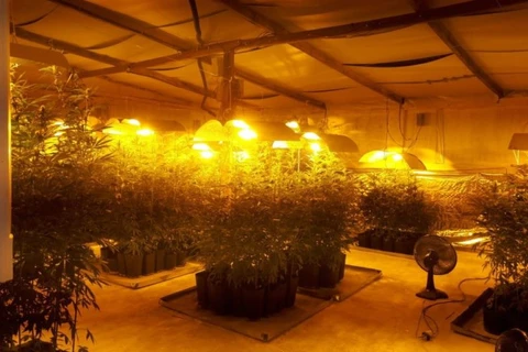 Dois suspeitos de manter plantação de maconha morrem em confronto com a PM no Paraná