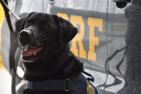 Popó, cão labrador da PRF morre aos 14 anos de idade
