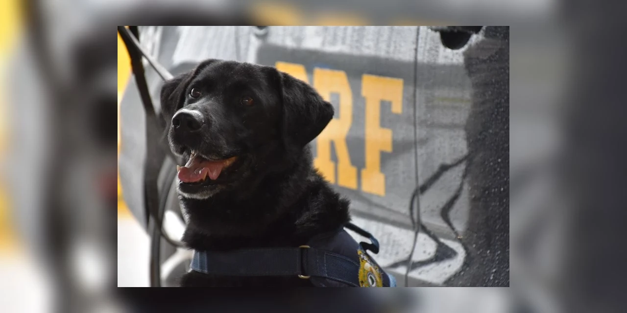 Popó, cão labrador da PRF morre aos 14 anos de idade