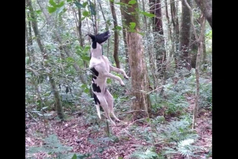 Policia chega a tempo e salva cachorra de ser morta por enforcamento