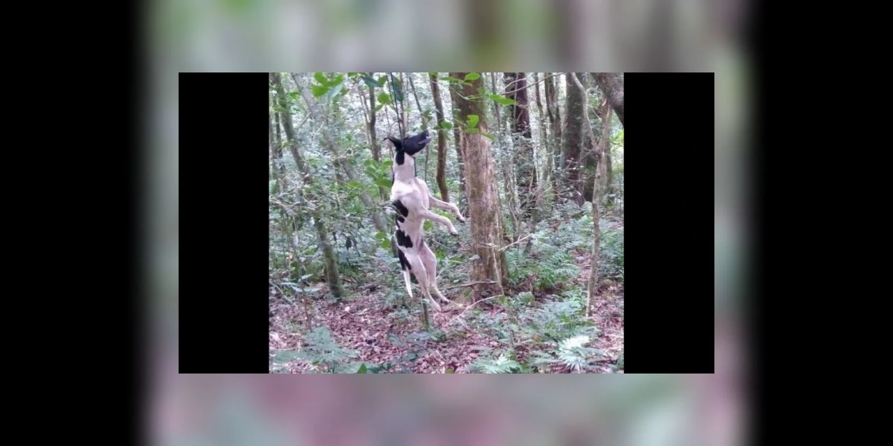 Policia chega a tempo e salva cachorra de ser morta por enforcamento