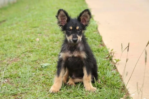 Prefeitura espera castrar 3500 animais de famílias em vulnerabilidade social