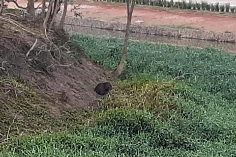 Capivara é flagrada tomando "banho de sol" no Lago de Olarias