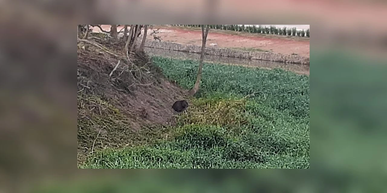 Capivara é flagrada tomando "banho de sol" no Lago de Olarias