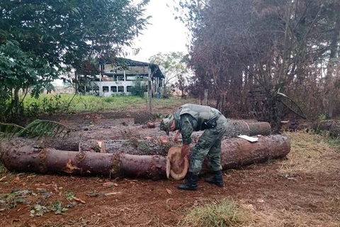 Policia ambiental flagra corte de pinheiros na região