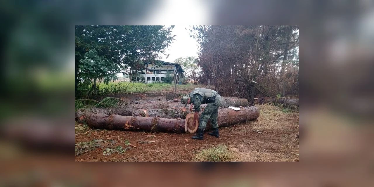 Policia ambiental flagra corte de pinheiros na região