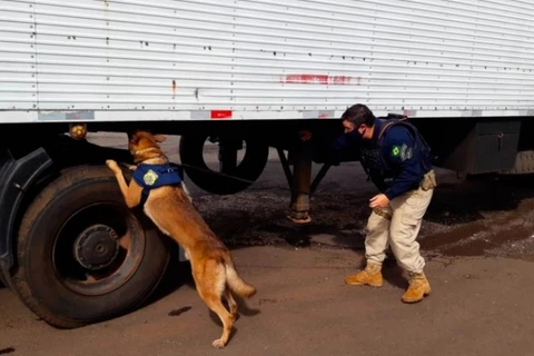 Cães farejadores encontram quase 3 toneladas de maconha escondida em carga de frangos congelados no MS