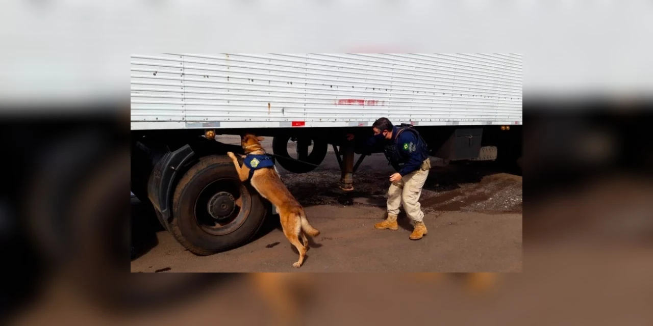 Cães farejadores encontram quase 3 toneladas de maconha escondida em carga de frangos congelados no MS