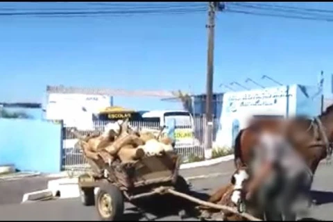Vídeo! Homem é denunciado por maus tratos aos animais em Palmeira
