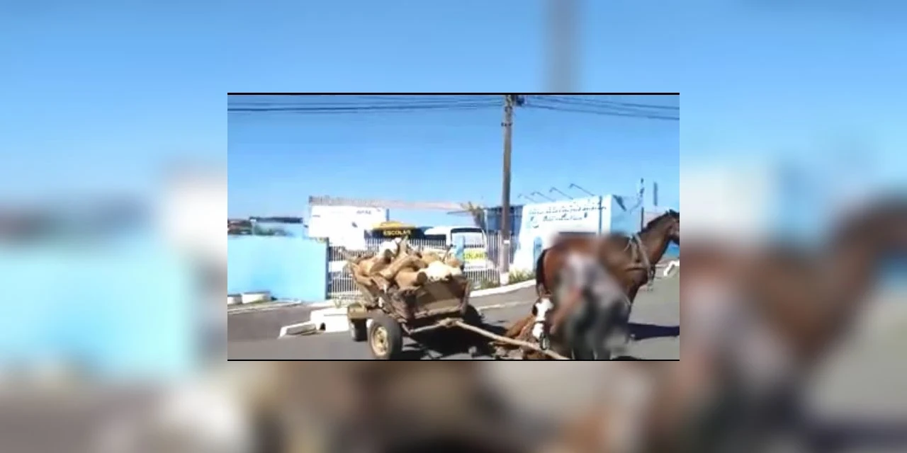 Vídeo! Homem é denunciado por maus tratos aos animais em Palmeira
