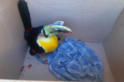 Tucano ferido é resgatado na BR-376 em Tibagi