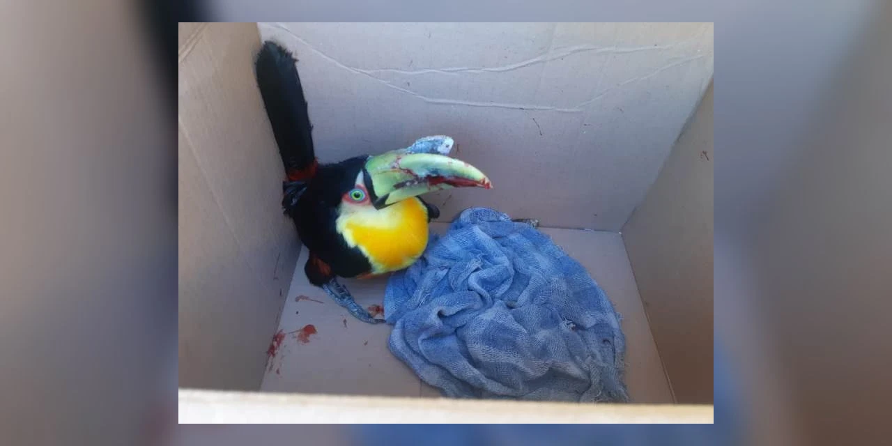 Tucano ferido é resgatado na BR-376 em Tibagi