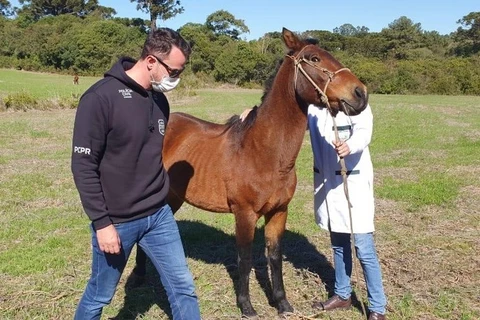 Policia resgata cavalos após denuncia de maus-tratos em Palmeira