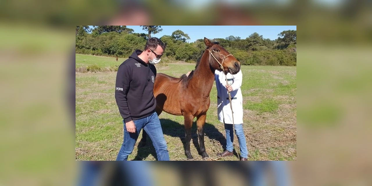 Policia resgata cavalos após denuncia de maus-tratos em Palmeira