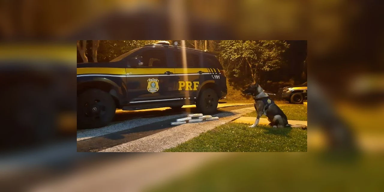 Cão de faro ajuda PRF a encontrar maconha e mercadorias de origem estrangeira em ônibus de linha