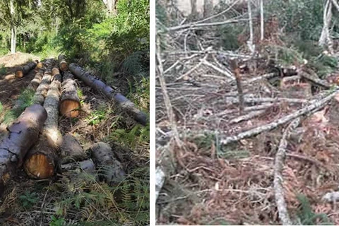 Polícia Ambiental multa em R$ 25 mil responsáveis por corte de araucárias em Imbituva