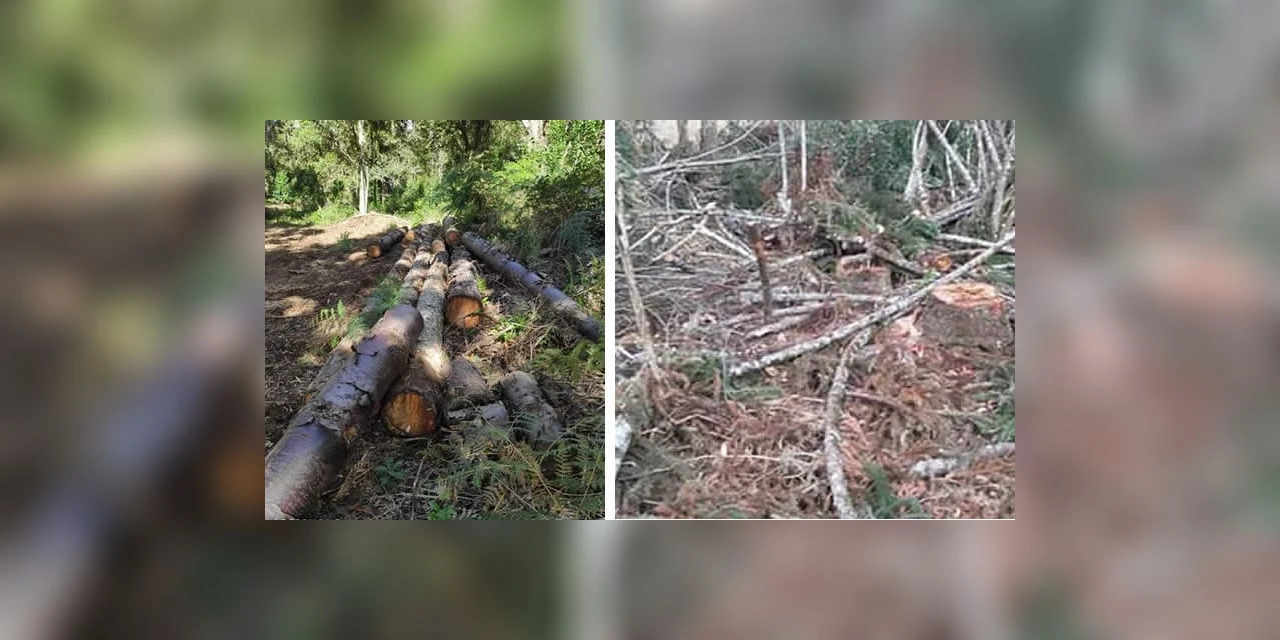 Polícia Ambiental multa em R$ 25 mil responsáveis por corte de araucárias em Imbituva