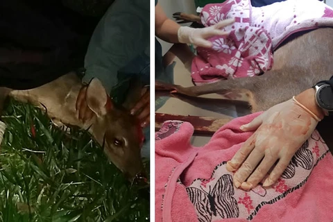 Cervo é resgatado em estado grave após ser atropelado em Ponta Grossa