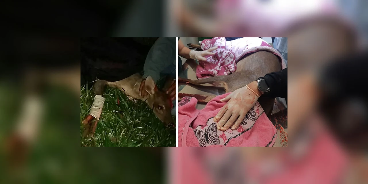 Cervo é resgatado em estado grave após ser atropelado em Ponta Grossa