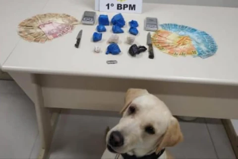 Cão de faro da PM encontra drogas em residencia; uma pessoa foi presa