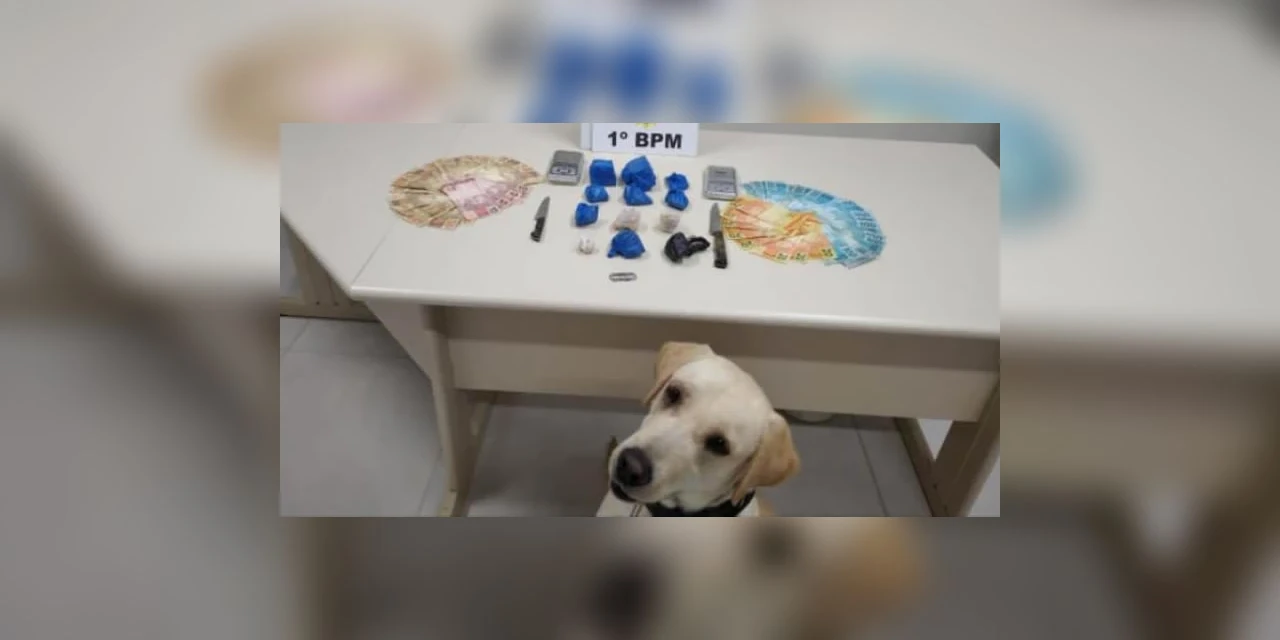 Cão de faro da PM encontra drogas em residencia; uma pessoa foi presa
