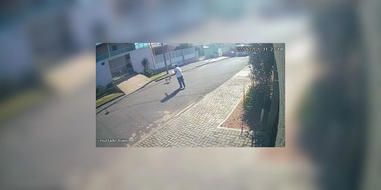 Câmera flagra homem matando cachorro com tiro no Paraná