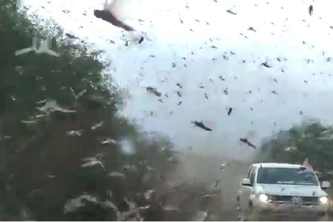 Vídeo mostra nuvem de gafanhotos se aproximando do Brasil