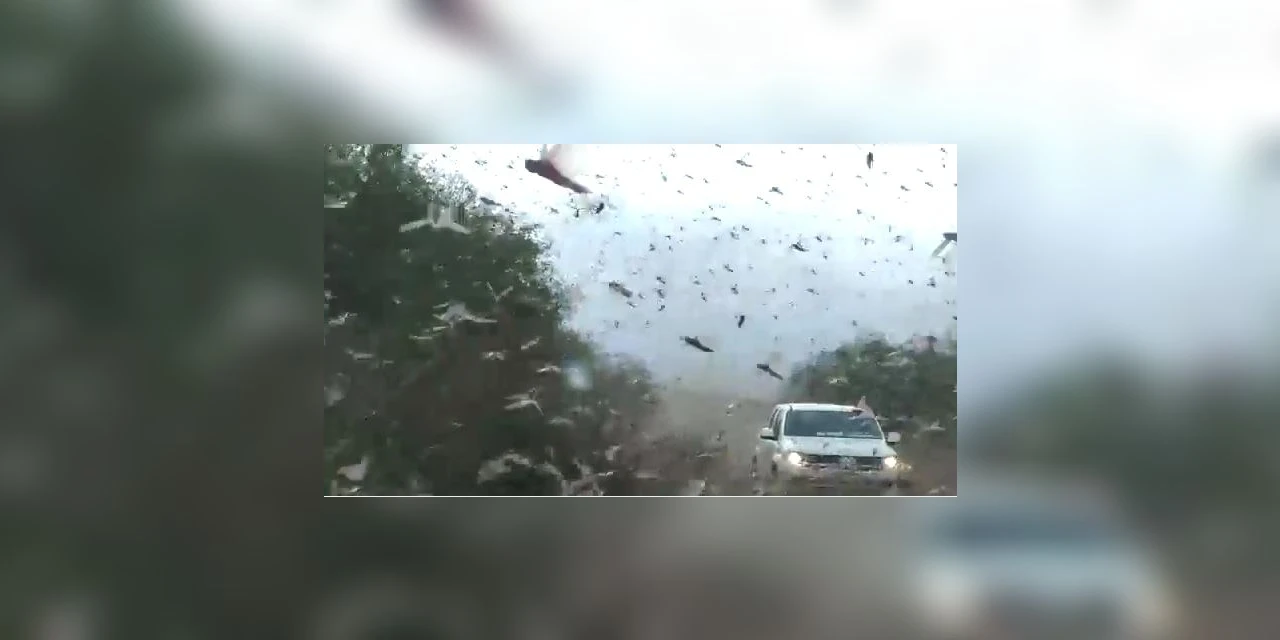 Vídeo mostra nuvem de gafanhotos se aproximando do Brasil