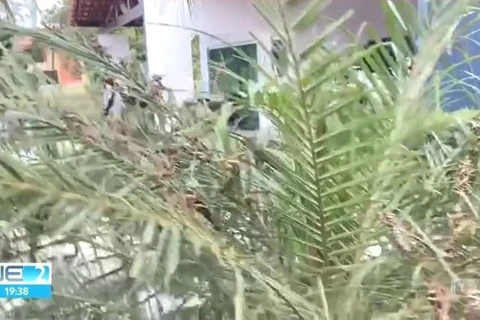 Gafanhotos invadem condomínio em Pernambuco