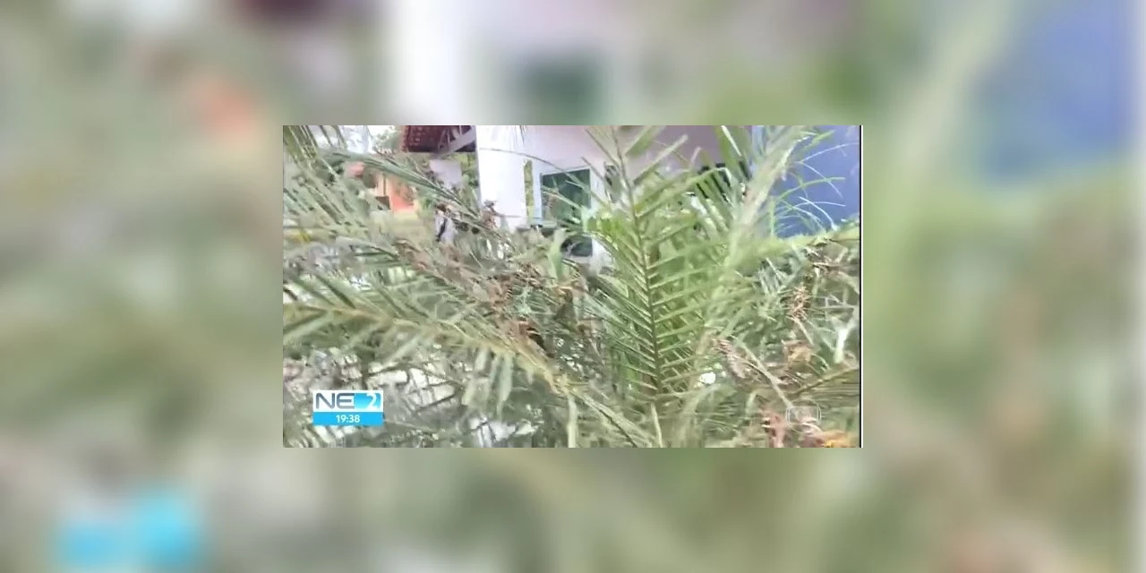 Gafanhotos invadem condomínio em Pernambuco